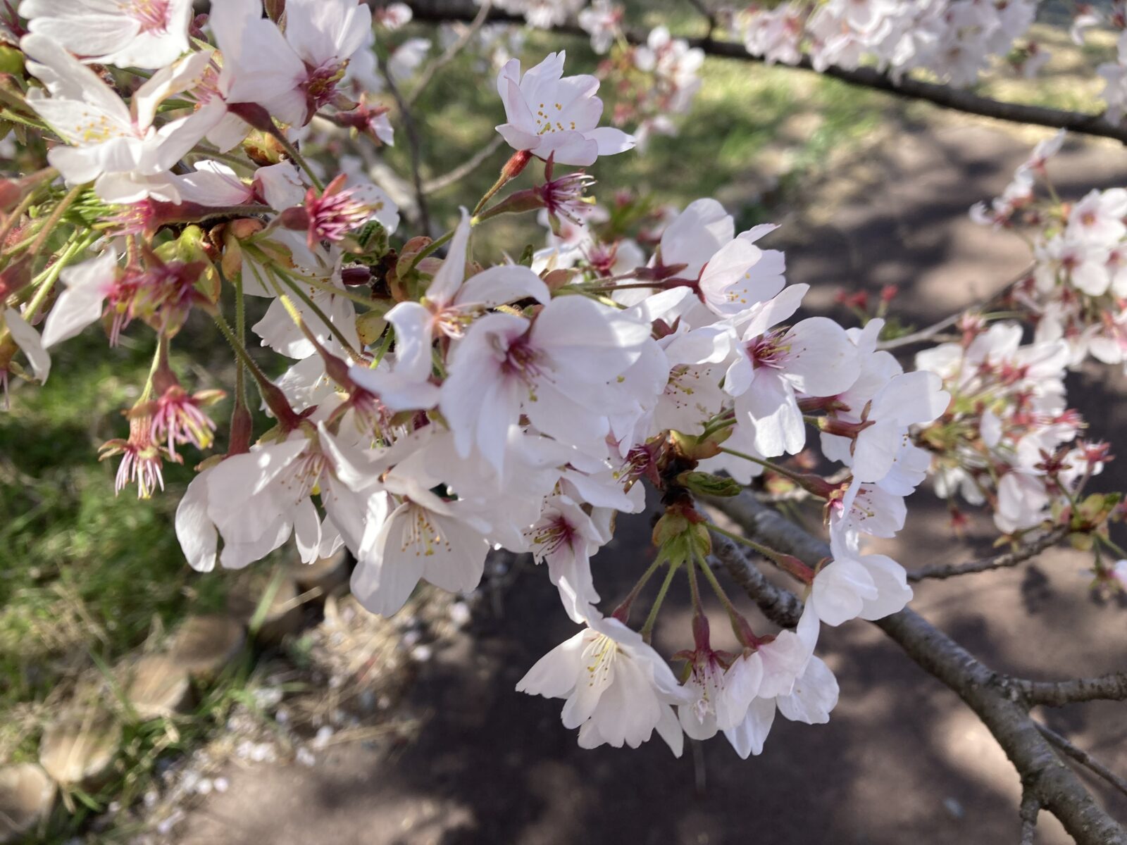 ５歳の息子と両親とのお花見日記