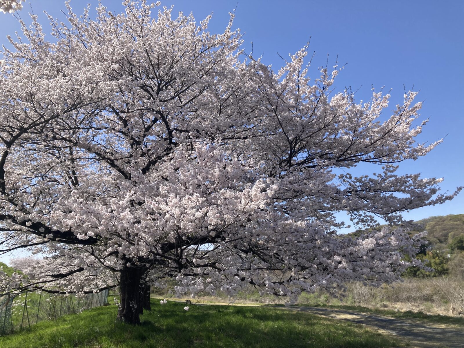 5歳の息子と両親とのお花見日記